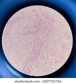 Photo Of Human Skin Tissue Under The Microscope