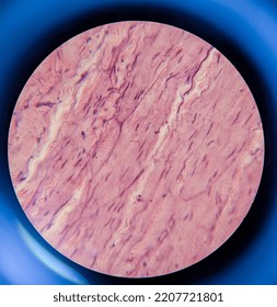 Photo Of Human Skin Tissue Under The Microscope