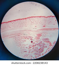 Photo Of Human Skin Tissue Under The Microscope