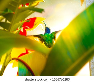 Photo of a hummingbird eating in mid flight ( beija-flor voando ).