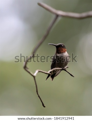 Similar – Image, Stock Photo Beija Flor .4 Nature