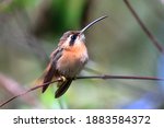 photo of hummingbird (Reddish Hermit) perched on a branch with blurred background