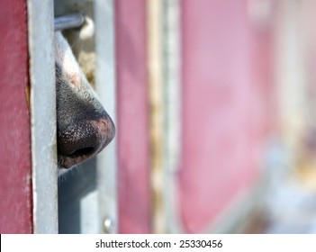 Photo Of A Husky Dog Nose Protruding From The Truck Cage Window