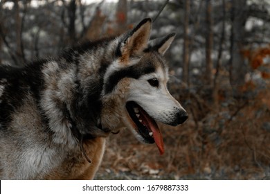 Photo Of A Husky In Profile With Blurry Background And Warm Colors In The Forest