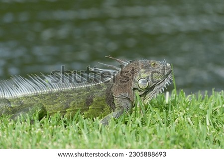 photo of iguana lizard, closeup. iguana lizard reptile. iguana lizard in wildlife. iguana lizard