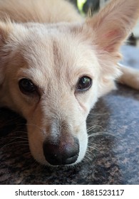 Photo Of Indian Spitz Dog