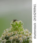 Photo of an insect sitting on a cactus. Use a Nikon camera with a Tamron 70-200 lens.