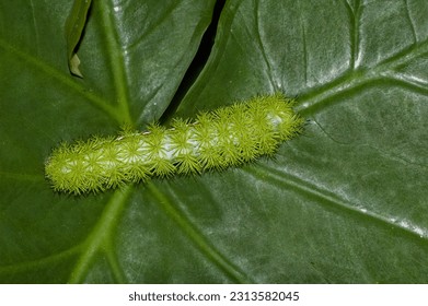 Photo of an Io moth fifth instar larvae, Automeris io, crawling on a leaf. A whole body dorsal view of the bright green and spiny caterpillar. The black-tipped spines are poisonous.
				