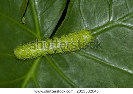Photo of an Io moth fifth instar larvae, Automeris io, crawling on a leaf. A whole body dorsal view of the bright green and spiny caterpillar. The black-tipped spines are poisonous.
