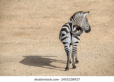 A photo of an Isolated Zebra standing with the back to the camera and it shadow on the side  - Powered by Shutterstock