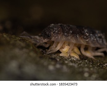 Photo Of Isopod Giving Birth