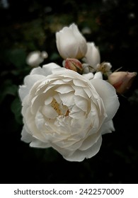 foto una rosa marfil