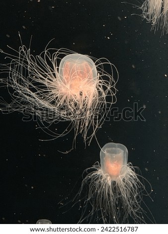 Photo of jellyfish in Japan