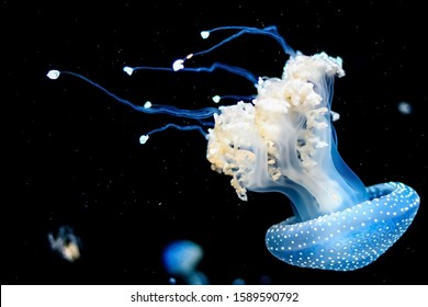 A photo of jellyfish swimming underwater the sea. - Powered by Shutterstock