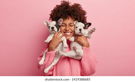 Photo of joyful dark skinned lady with Afro haircut, feels fun, carries two little french bulldog puppies, expresses affection, have good relationship, owner feels responsibility. Pedigree pets