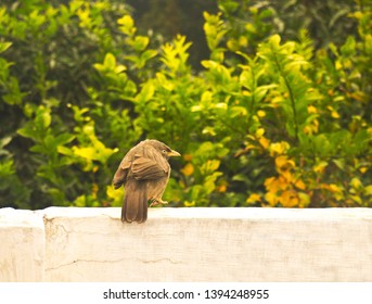Photo of Jungle Babbler bird jumping around on the wall with trees in background.
