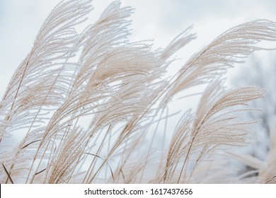 Photo Of Lake Grass In Winter