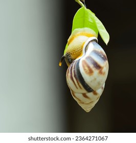photo of a land snail attached to a leaf, white and brown snail, black and white background