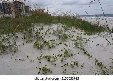 A Photo Of A Landscape Of Sand Dunes With Native Plants On The Atlantic Ocean Coast Of Florida, USA