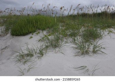 Photo Landscape Sand Dunes Native Plants Stock Photo 2158859265 ...