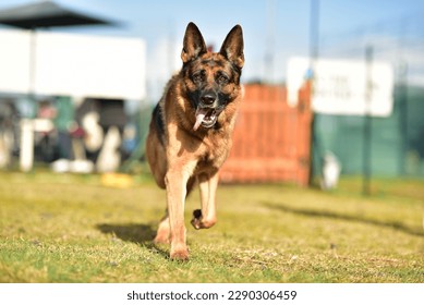 photo of a large breed german shepherd dog trotting towards his master - Powered by Shutterstock