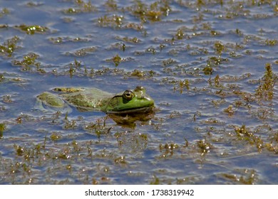 Photo of a large frog, along the west fork of the Carson River in western Nevada. 