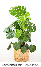 A photo of a large, mature, Monstera deliciosa pot plant, also known as the Swiss Cheese Plant, with large glossy, green leaves, potted in a round basket, isolated on a white background.
