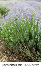 Photo Of Lavender Fields In Norfolk