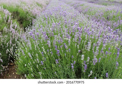 Photo Of Lavender Fields In Norfolk