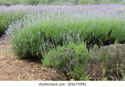 Photo Of Lavender Fields In Norfolk