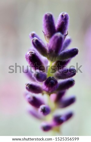 Similar – Medicinal plant Lavender