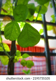 Photo Of The Leaf Of Asian Pigeonwings.