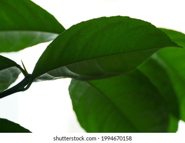 Photo Of The Leaf Of A Small Meyer Lemon Tree.