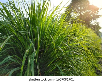 Photo of Lemongrass (cymbopogon citratus), lemongrass is a family of grass plants that are used as cooking spices and herbal medicine.