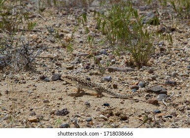 Photo of leopard lizard in the high desert near Ft. Churchill State Park in northern Nevada.