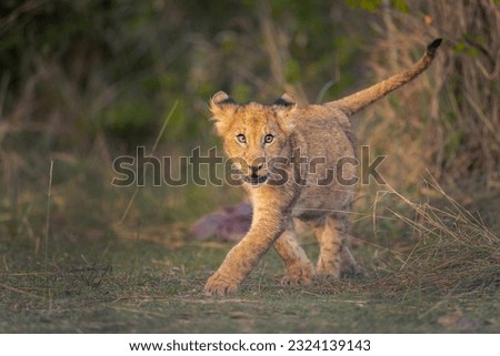 A photo of Lion cub in open Savannah shot in Masai Mara in Kenya