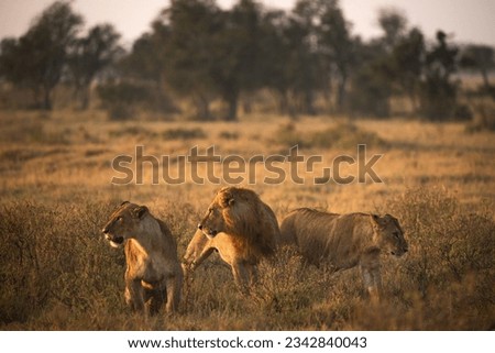 Photo of lions hunting at sunrise 