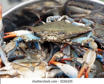 Photo Of Live Blue Crabs In A Pot From The Chesapeake Bay Of Maryland