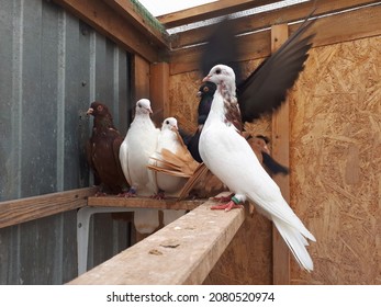 Photo With Live, Young Pigeons In The Aviary. Molt In Domestic Pigeons. Breeding Pigeons At Home.