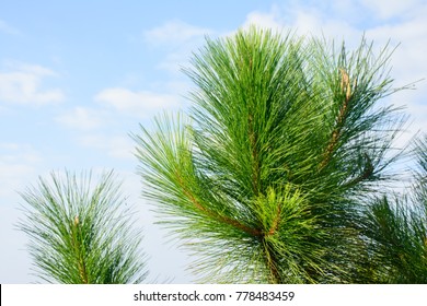Photo Of Loblolly Pine Branches