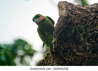 A photo of the long-tailed parakeet (Psittacula longicauda) shot in suburban gardens park with its restless behaviour that are constantly on move on a tree. - Shutterstock ID 1650461230