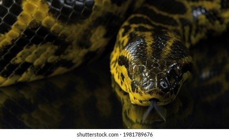 Photo of looking at camera yellow boa anaconda