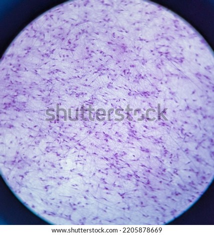 photo of loosen connective tissue underr the microscope