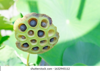 Photo Lotus Before Flowering Stock Photo 1632945112 | Shutterstock