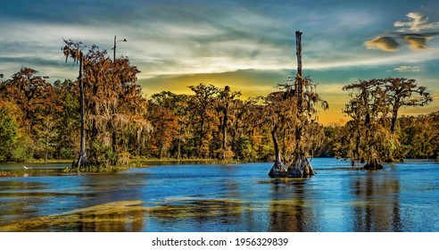 Photo Of Louisiana Swamp And Bayou