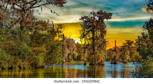 Photo Of Louisiana Swamp And Bayou