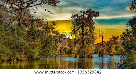 Photo of louisiana swamp and bayou Stok fotoğraf © 