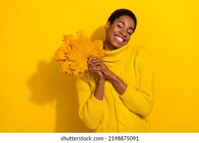 Photo Of Lovely Beautiful Feminine Male Hold Dry Maple Leaves Enjoying Vacation Isolated On Yellow Color Background