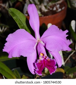 92 imágenes de Cattleya mossiae - Imágenes, fotos y vectores de stock |  Shutterstock