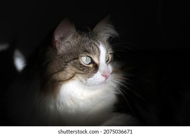 Photo Of A Luxurious Bold Cat In A Dark Key In The Background